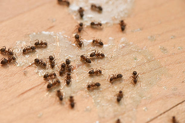 Best Ant Control Services  in Wlow Springs, IL