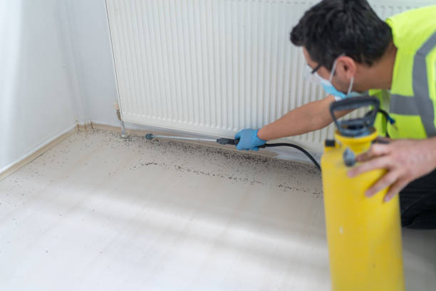 Flea Control Services in Willow Springs, IL